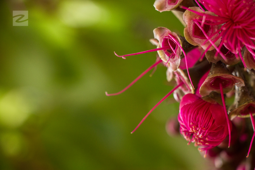 Pomarrosa Flower