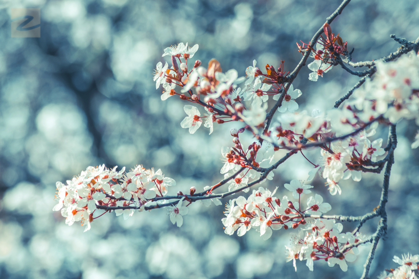 Blossoms in Greenwich Park in London