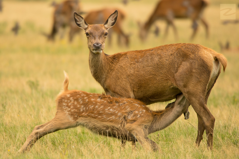 Deer in Richmond Park