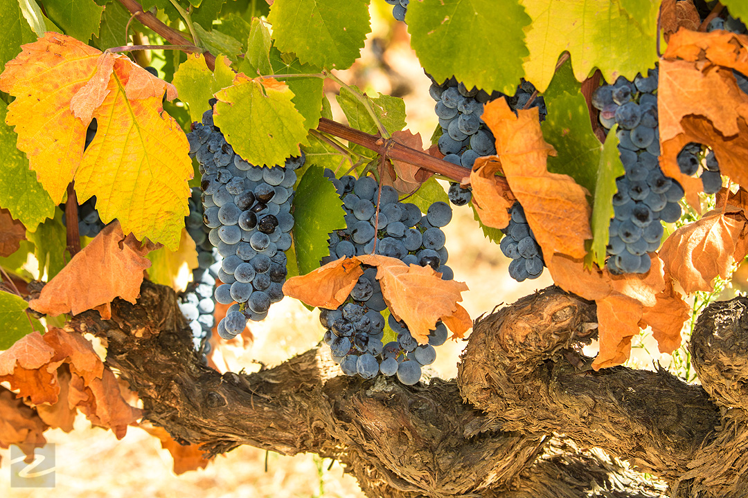 Grapes of the Vineyard in Douro Portugal